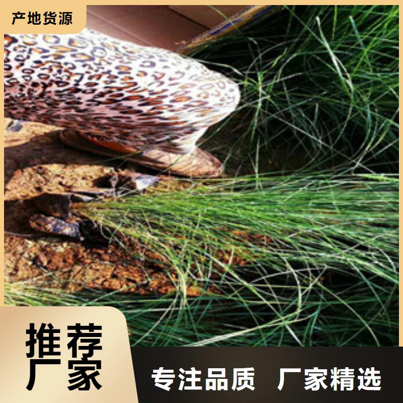 時(shí)令草花耐寒耐旱草花基地大廠生產(chǎn)品質(zhì)