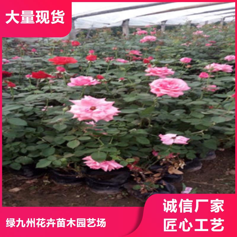 時令草花_五一國慶草花批發制造廠家