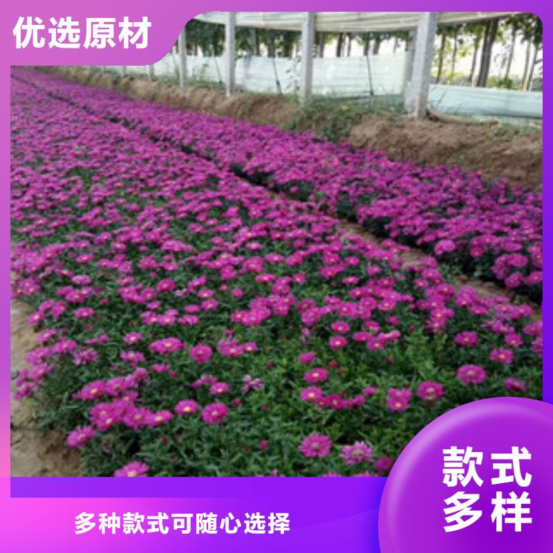 時(shí)令草花耐寒耐旱草花基地專業(yè)廠家