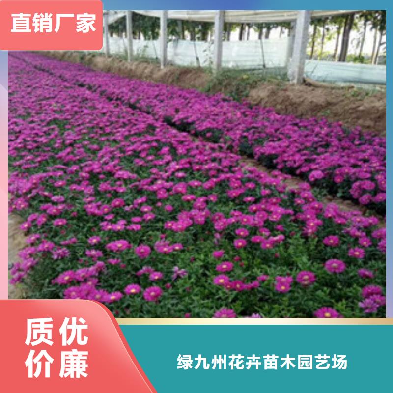 时令草花宿根花卉基地诚信可靠