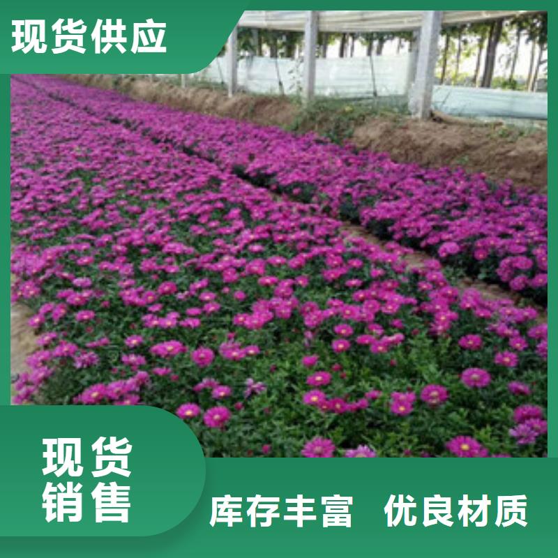 【時令草花】宿根花卉基地廠家擁有先進的設備