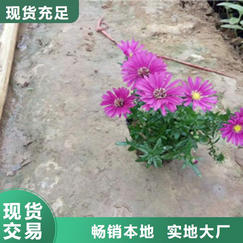 【时令草花】宿根花卉基地核心技术