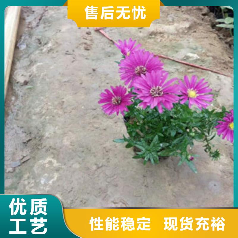 【時令草花_宿根花卉基地來電咨詢】