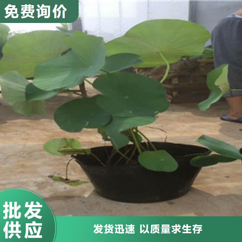 時令草花耐寒耐旱草花基地專業廠家