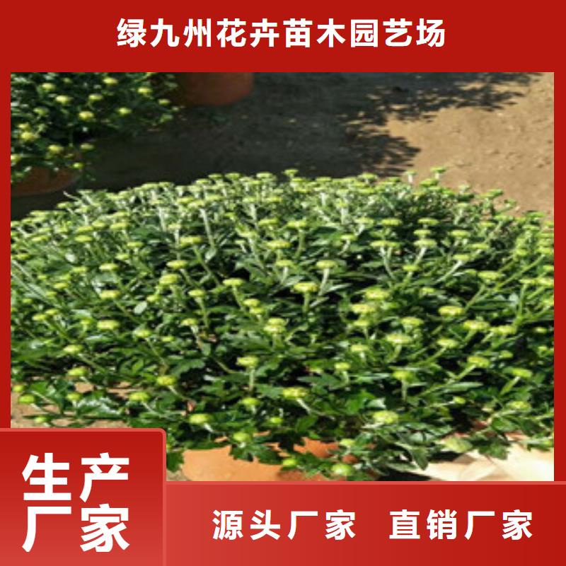 时令草花_【花海景观工程】多种规格可选