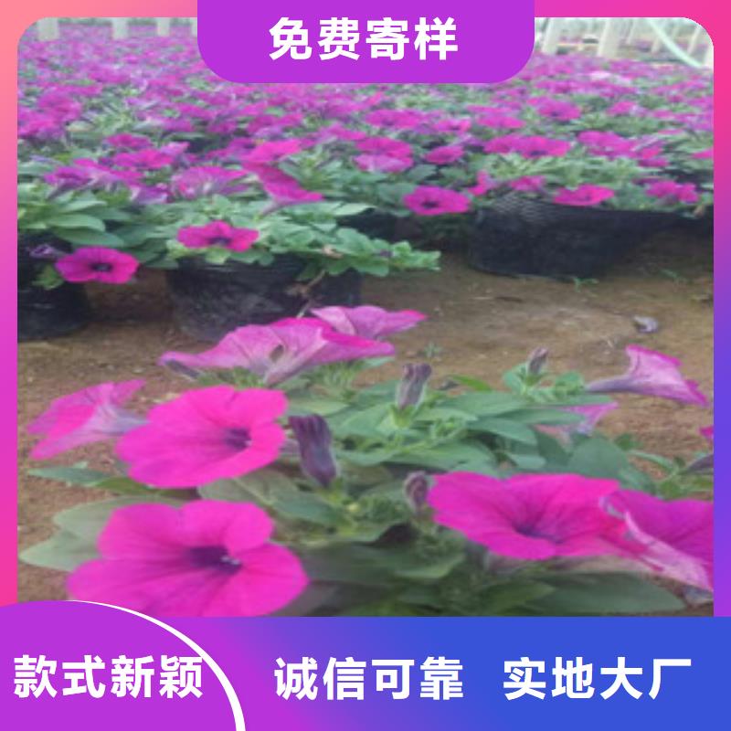 時令草花五一國慶草花批發客戶好評