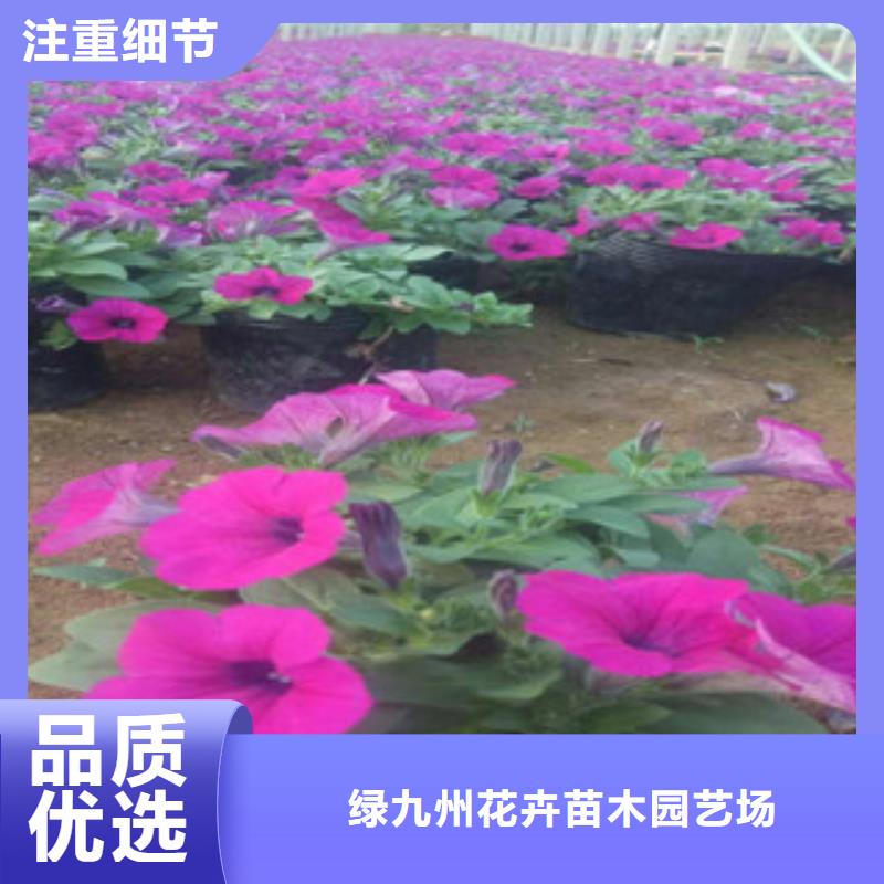 時令草花魯冰花/粉黛亂子草保質保量