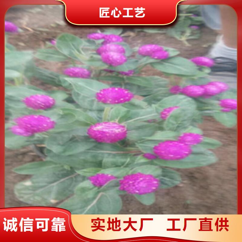 【時令草花】宿根花卉基地廠家擁有先進的設備