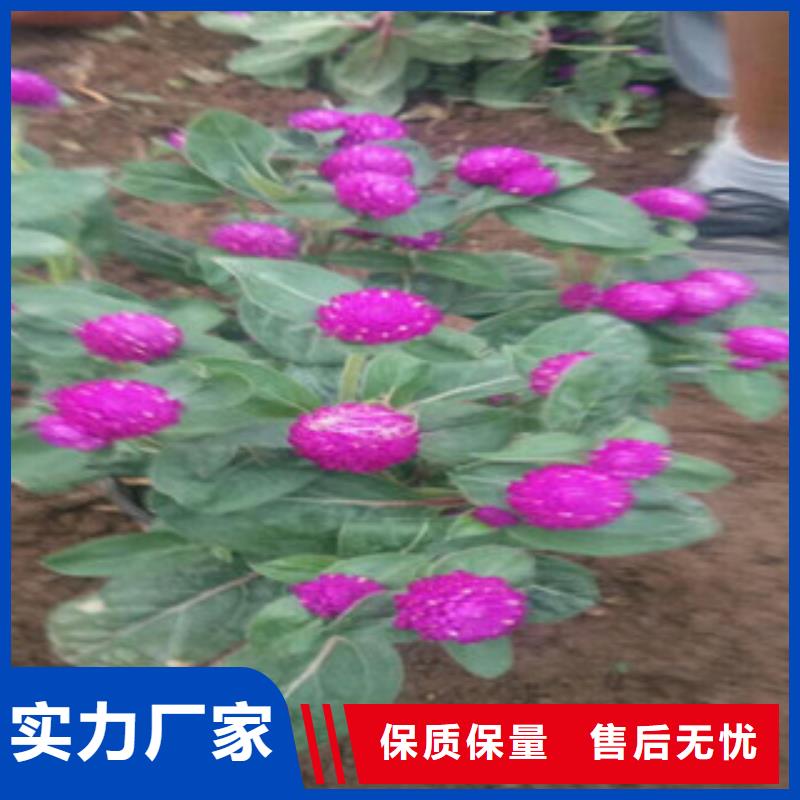 時令草花五一國慶草花批發客戶好評