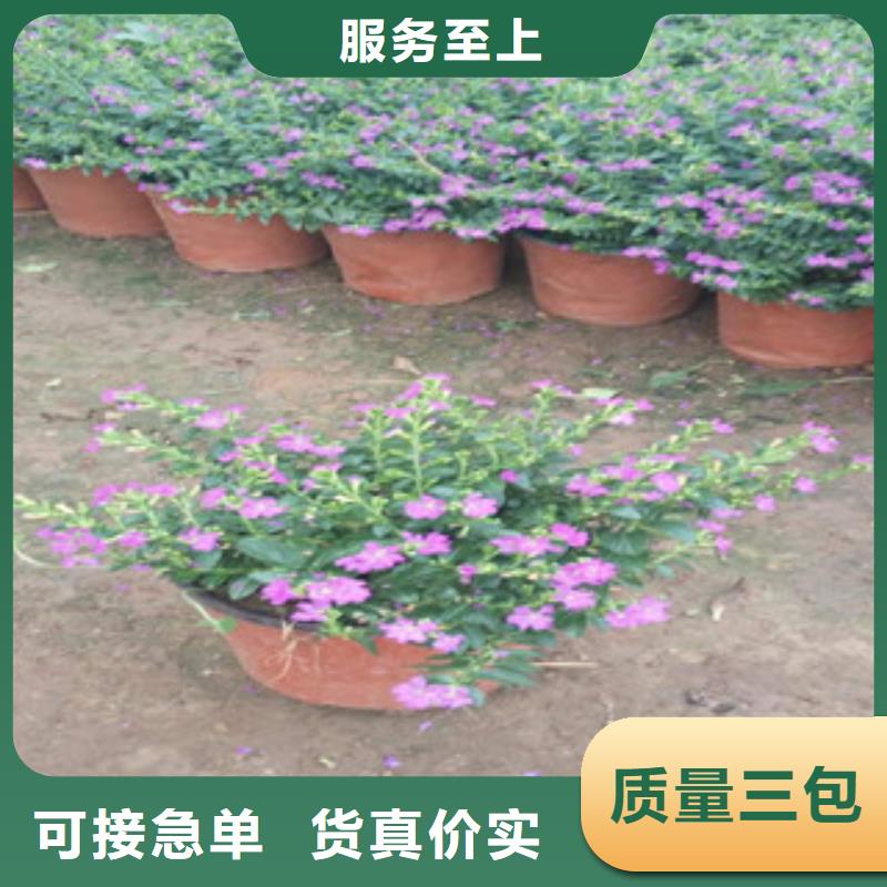 時令草花耐寒耐旱草花基地專業廠家