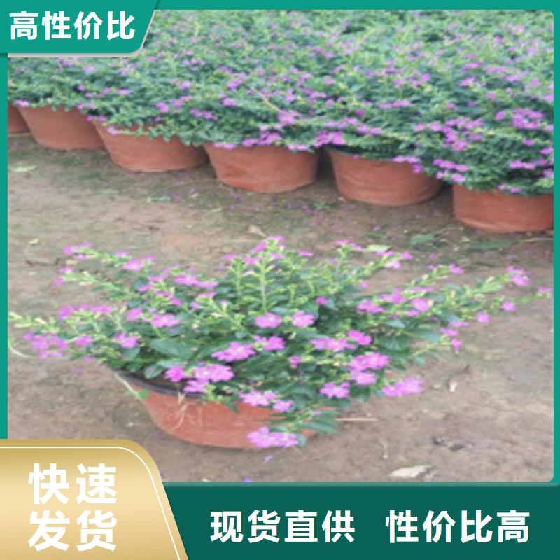 時令草花_五一國慶草花批發制造廠家