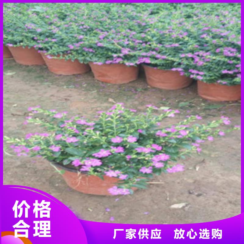 【時令草花花海景觀工程誠信商家服務(wù)熱情】