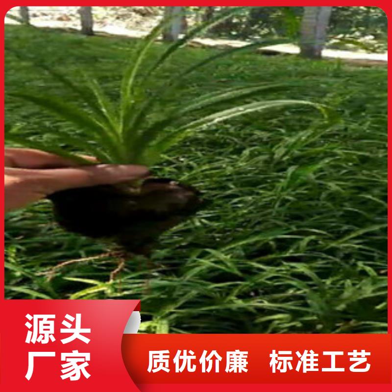 時令草花_柳葉馬鞭草/薰衣草批發價格