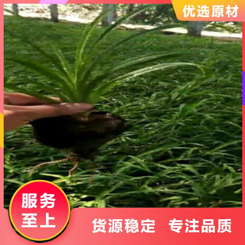 【時令草花】柳葉馬鞭草/薰衣草優選廠商