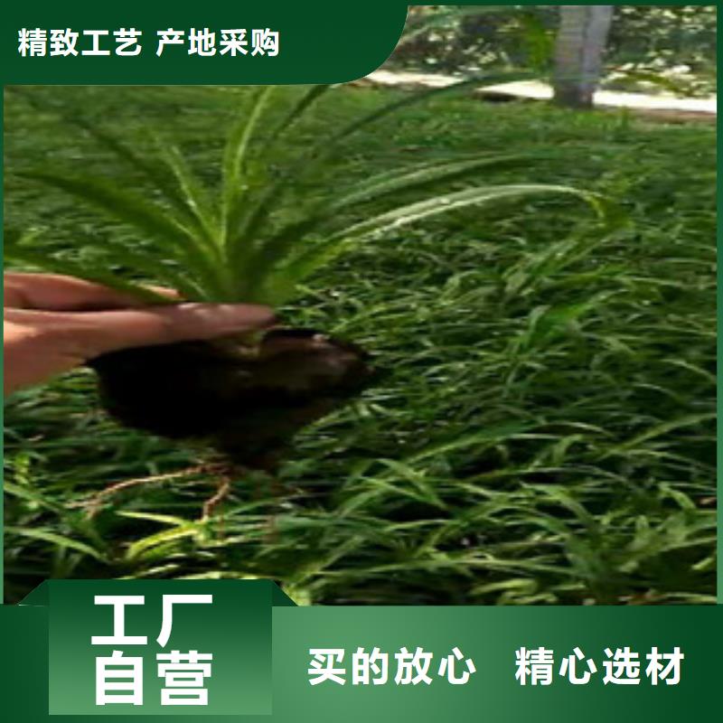 時令草花_五一國慶草花批發制造廠家