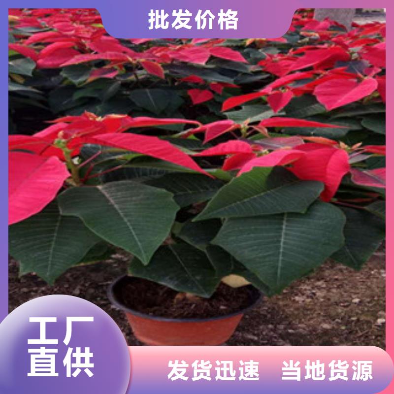 時令草花【花海景觀工程】產品細節參數