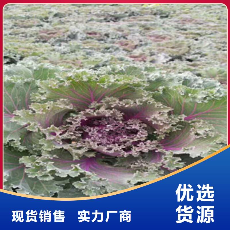 時令草花【花海景觀工程】產品細節參數