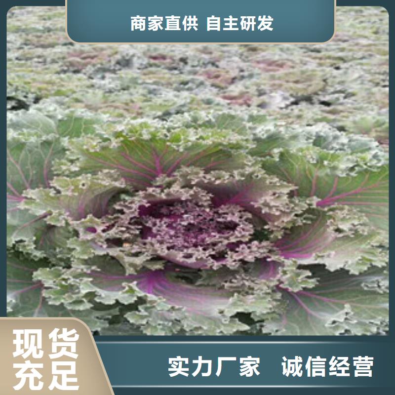 【時令草花】柳葉馬鞭草/薰衣草優選廠商