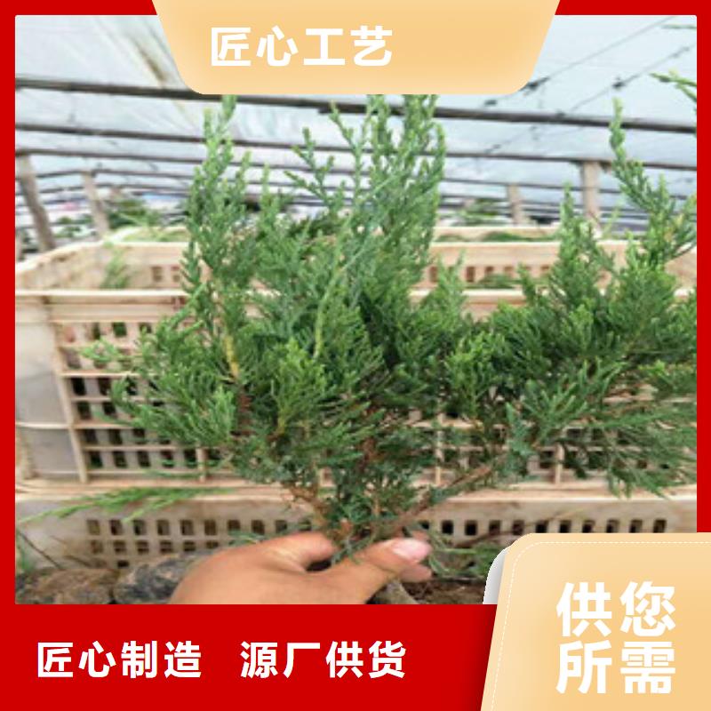 【時令草花】魯冰花/粉黛亂子草原料層層篩選