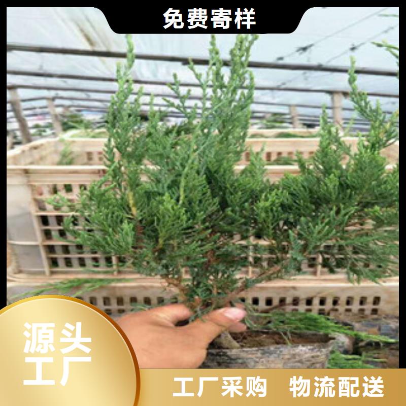 時令草花魯冰花/粉黛亂子草保質保量