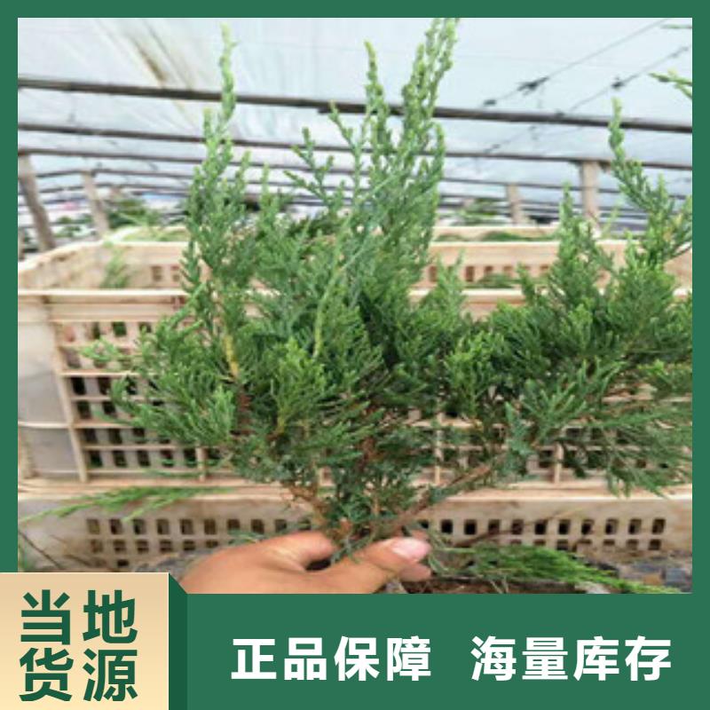 時令草花柳葉馬鞭草/薰衣草廠家直銷值得選擇