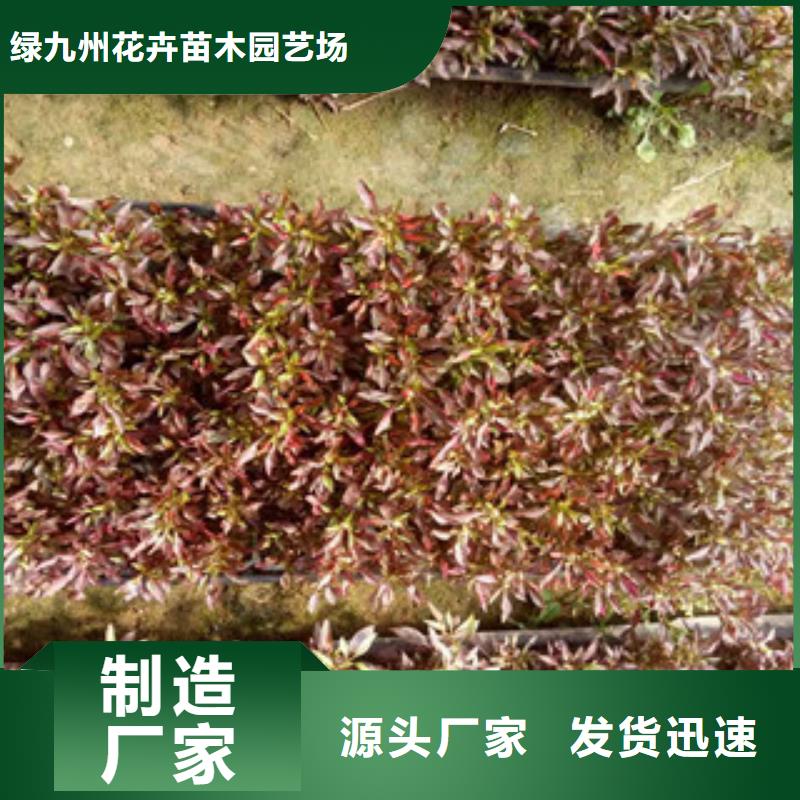 时令草花花海景观工程使用方法