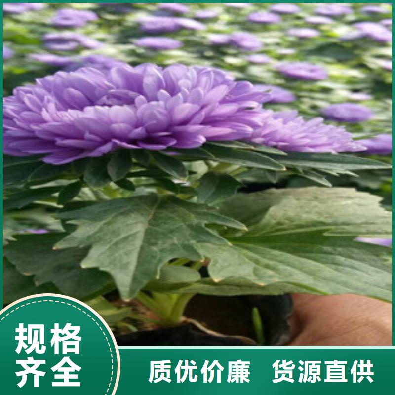 時令草花五一國慶草花批發客戶好評