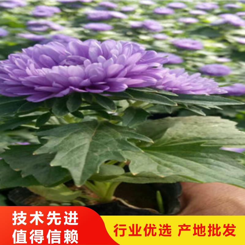 时令草花,【宿根花卉基地】做工精细