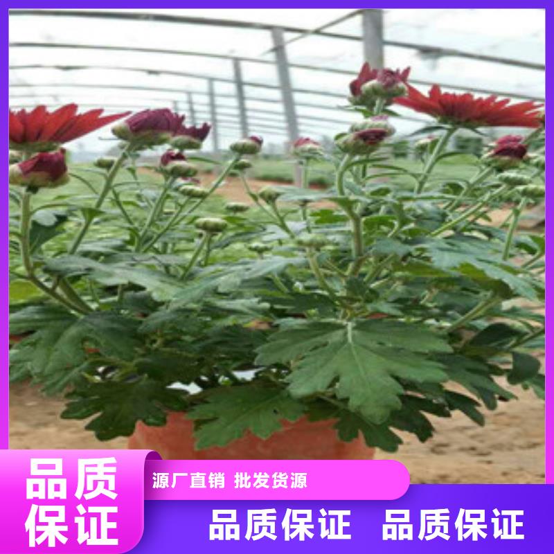 时令草花花海景观工程质优价廉