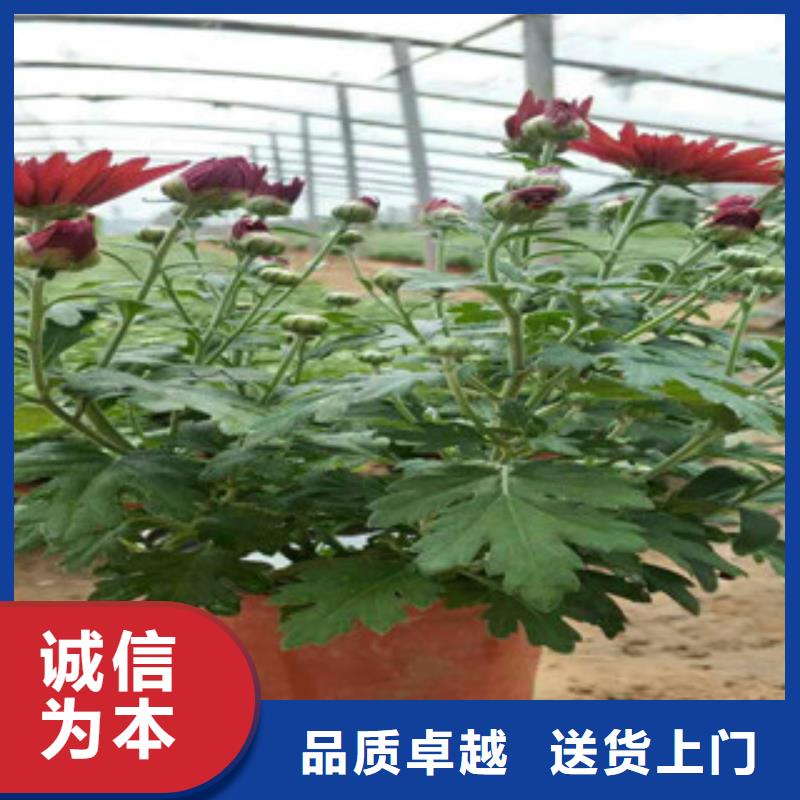 时令草花五一国庆草花批发值得买