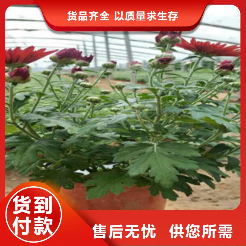 時令草花魯冰花/粉黛亂子草多年實力廠家