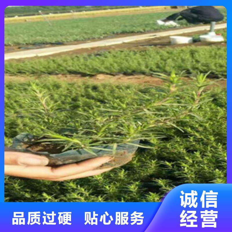 时令草花-观赏草/蒲苇狼尾草现货充裕