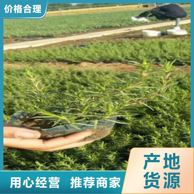 【时令草花】观赏草/蒲苇狼尾草值得信赖