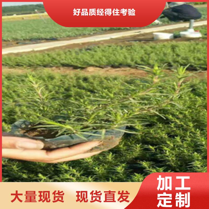 時(shí)令草花,花海景觀工程高質(zhì)量高信譽(yù)