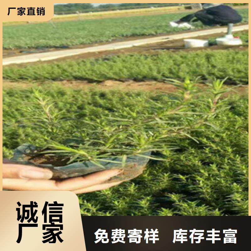 時令草花-柳葉馬鞭草/薰衣草嚴(yán)格把關(guān)質(zhì)量放心