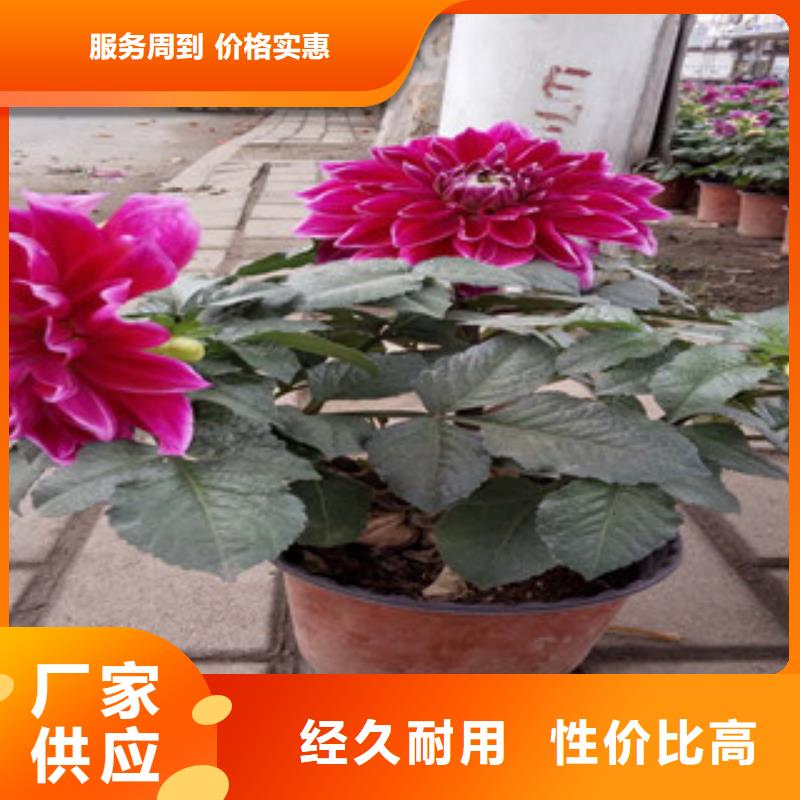 时令草花【水生植物/荷花睡莲】保质保量