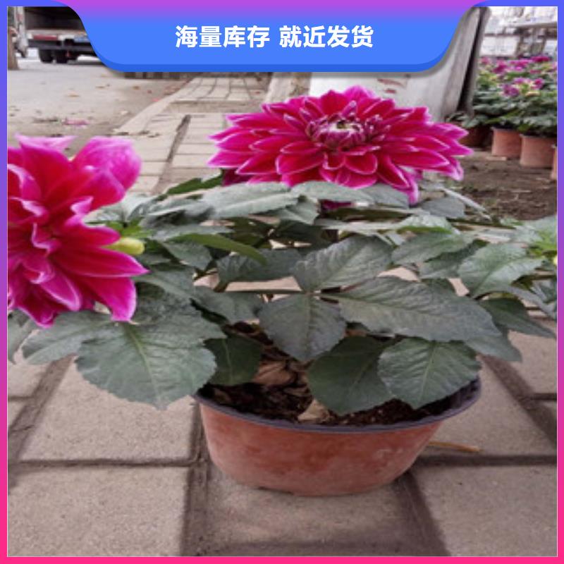 时令草花花海景观工程使用方法