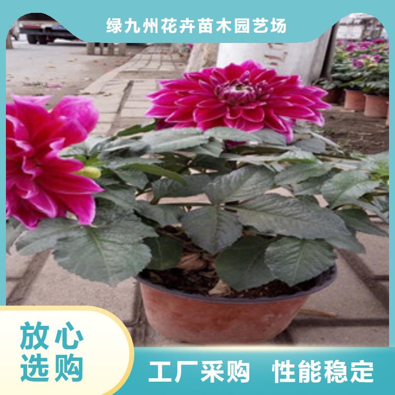 时令草花,花海景观工程厂家精选