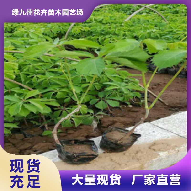 【宿根花卉耐寒耐旱草花基地專業(yè)生產(chǎn)團隊】