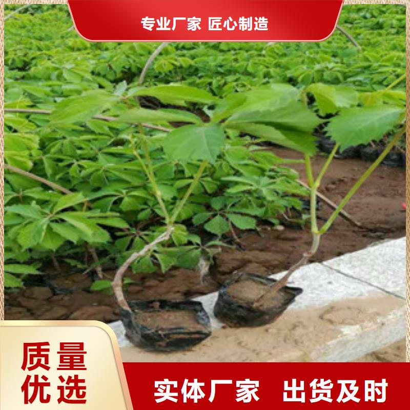 宿根花卉,水生植物/荷花睡蓮核心技術(shù)