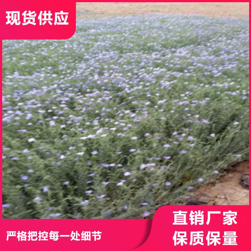 【宿根花卉】-柳葉馬鞭草/薰衣草廠家直銷大量現(xiàn)貨