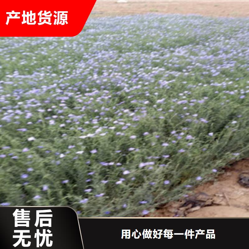 【宿根花卉】-觀賞草/蒲葦狼尾草實力廠商