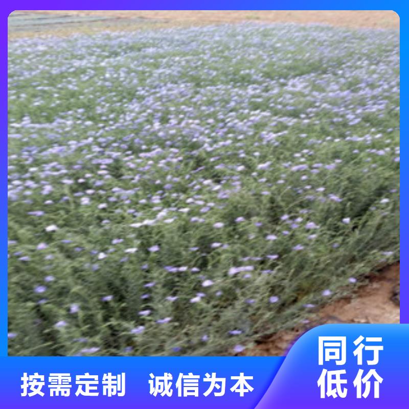 宿根花卉,水生植物/荷花睡蓮核心技術