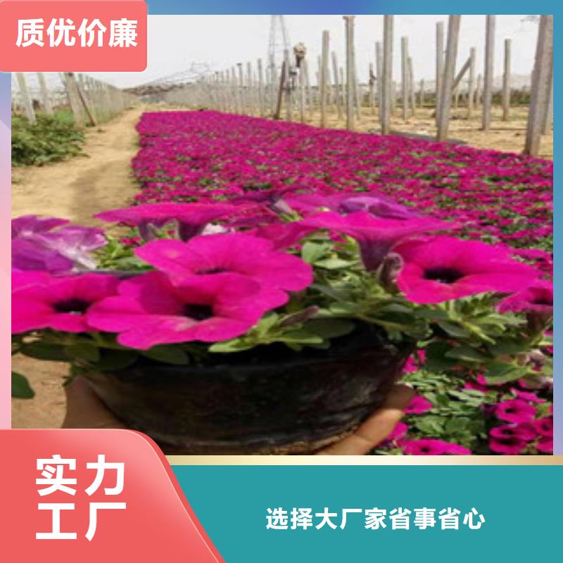 宿根花卉花海景观工程好品质用的放心