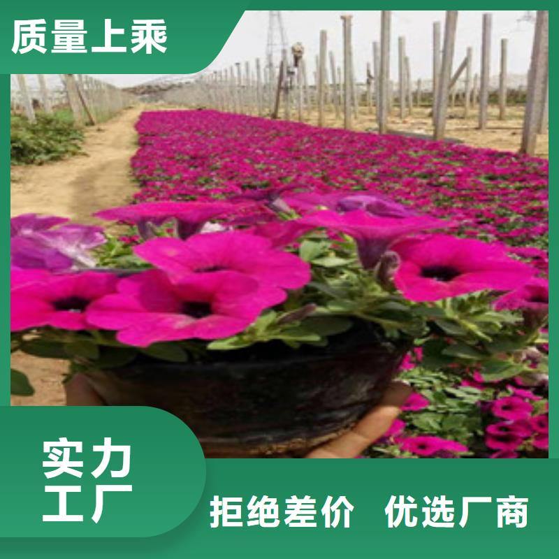 【宿根花卉】耐寒耐旱草花基地每一處都是匠心制作