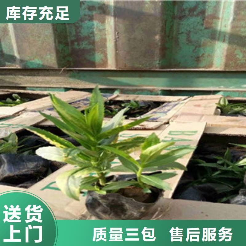 宿根花卉,水生植物/荷花睡蓮核心技術