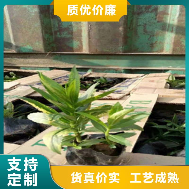 宿根花卉观赏草/蒲苇狼尾草一站式供应厂家