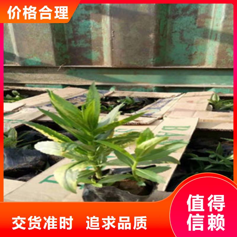 宿根花卉花海景觀工程產品優良