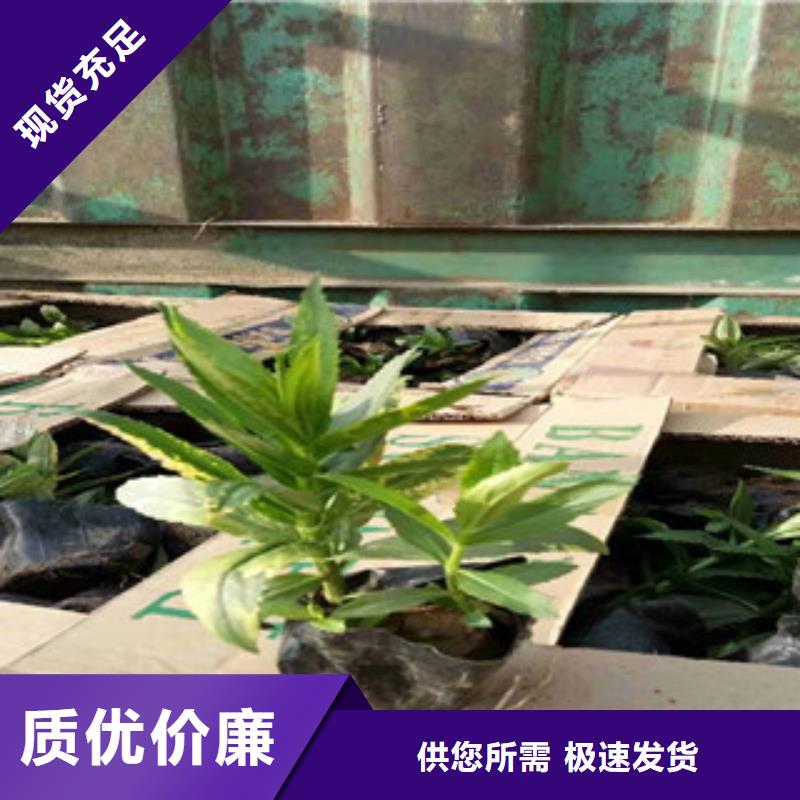 宿根花卉水生植物/荷花睡蓮來圖加工定制