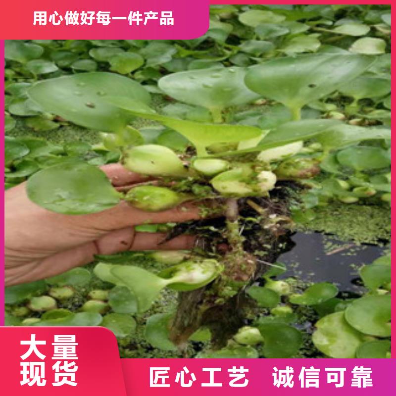 【宿根花卉耐寒耐旱草花基地量大從優(yōu)】